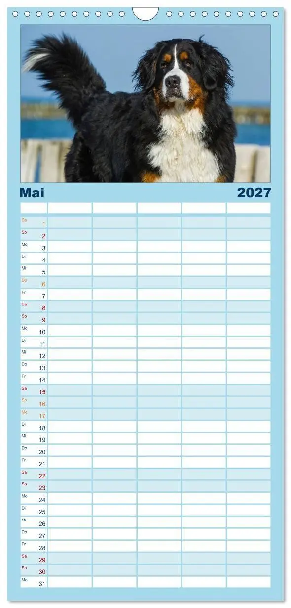 Bild: 9783594346044 | Familienplaner 2027 - Berner Sennenhund 2027 mit 5 Spalten...