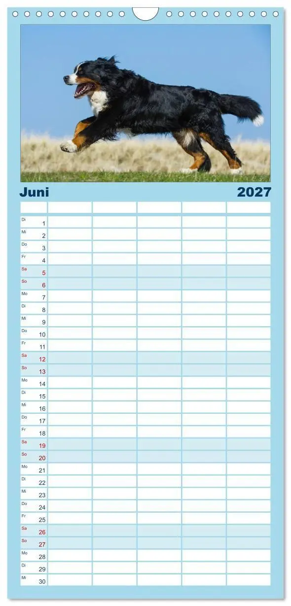 Bild: 9783594346044 | Familienplaner 2027 - Berner Sennenhund 2027 mit 5 Spalten...