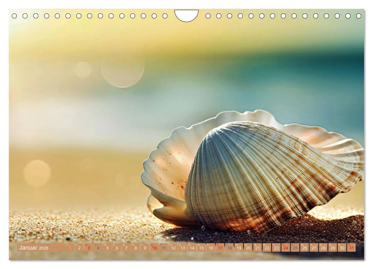 Bild: 9783457326244 | Faszination Muscheln (Wandkalender 2026 DIN A4 quer), CALVENDO...