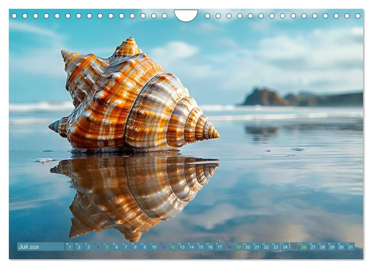 Bild: 9783457326244 | Faszination Muscheln (Wandkalender 2026 DIN A4 quer), CALVENDO...