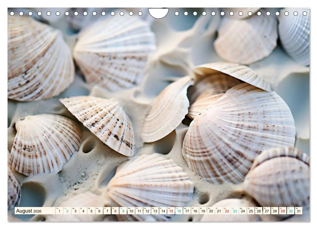 Bild: 9783457326244 | Faszination Muscheln (Wandkalender 2026 DIN A4 quer), CALVENDO...