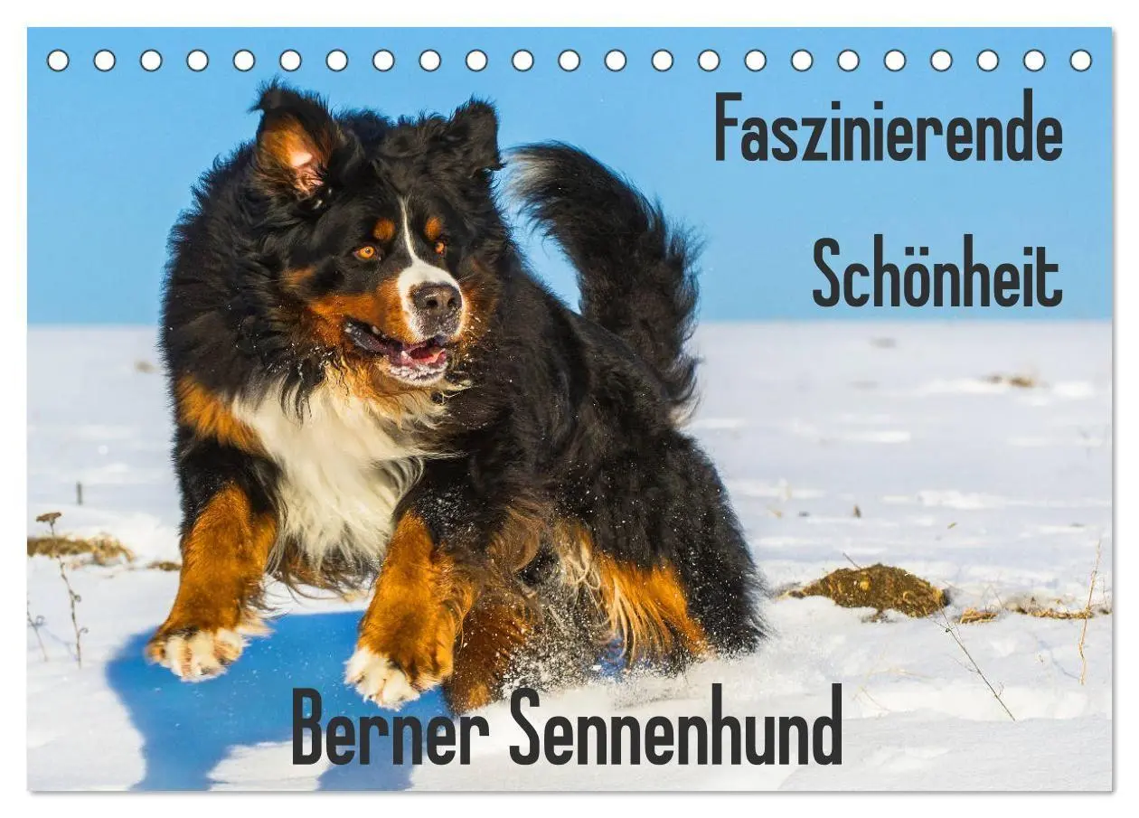 Cover: 9783569806344 | Faszinierende Schönheit Berner Sennenhund (Tischkalender 2027 DIN...