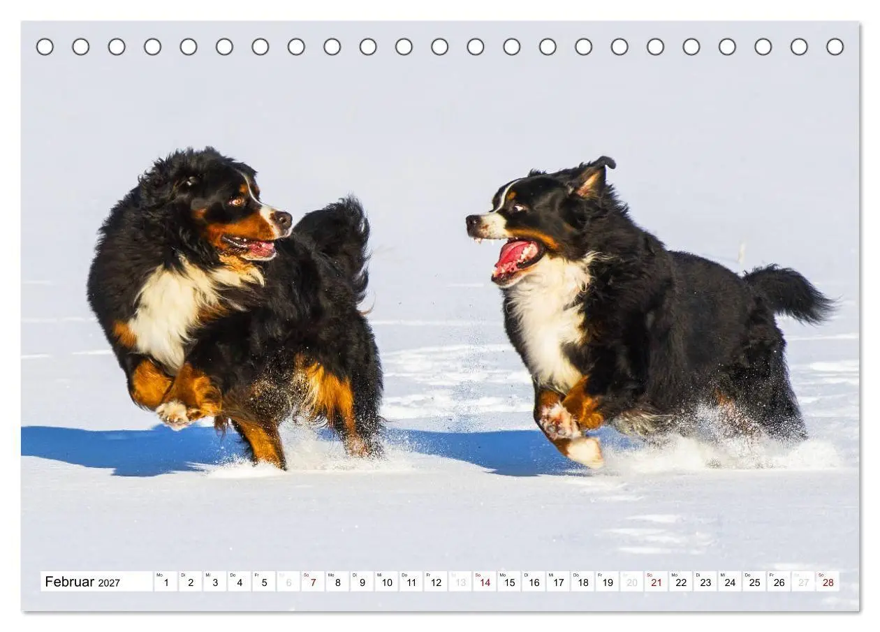 Bild: 9783569806344 | Faszinierende Schönheit Berner Sennenhund (Tischkalender 2027 DIN...