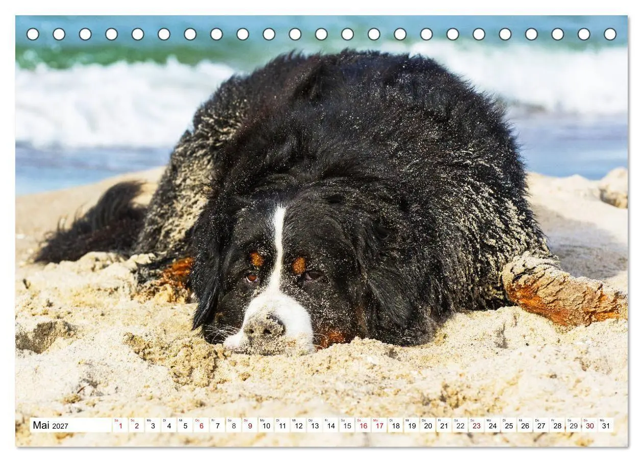 Bild: 9783569806344 | Faszinierende Schönheit Berner Sennenhund (Tischkalender 2027 DIN...