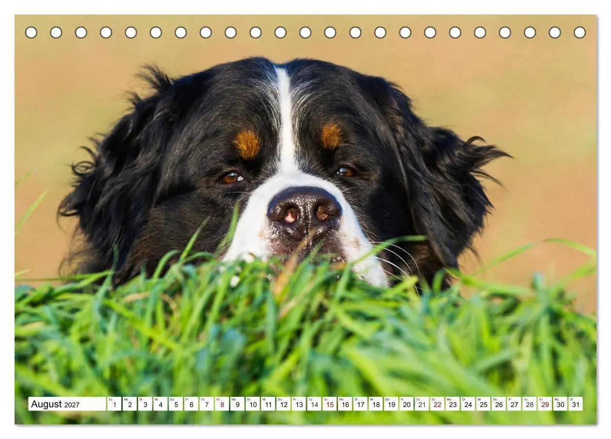 Bild: 9783569806344 | Faszinierende Schönheit Berner Sennenhund (Tischkalender 2027 DIN...