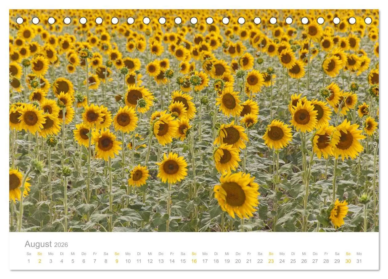 Bild: 9783516186444 | Provence: Malerisches Südfrankreich (Tischkalender 2026 DIN A5...