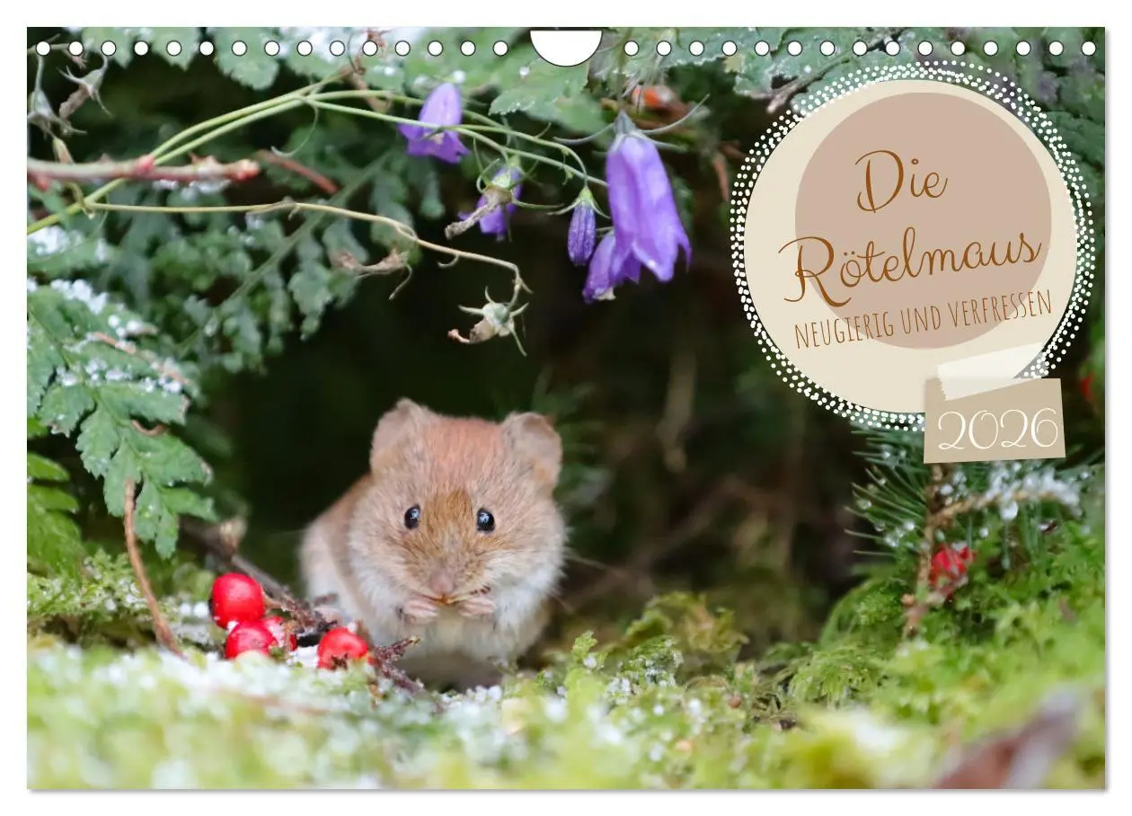 Cover: 9783457376744 | Die Rötelmaus - neugierig und verfressen (Wandkalender 2026 DIN A4...