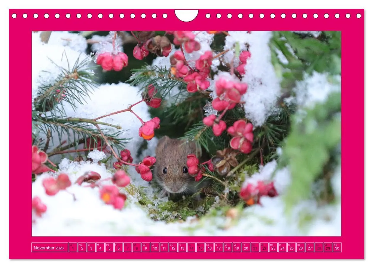 Bild: 9783457376744 | Die Rötelmaus - neugierig und verfressen (Wandkalender 2026 DIN A4...