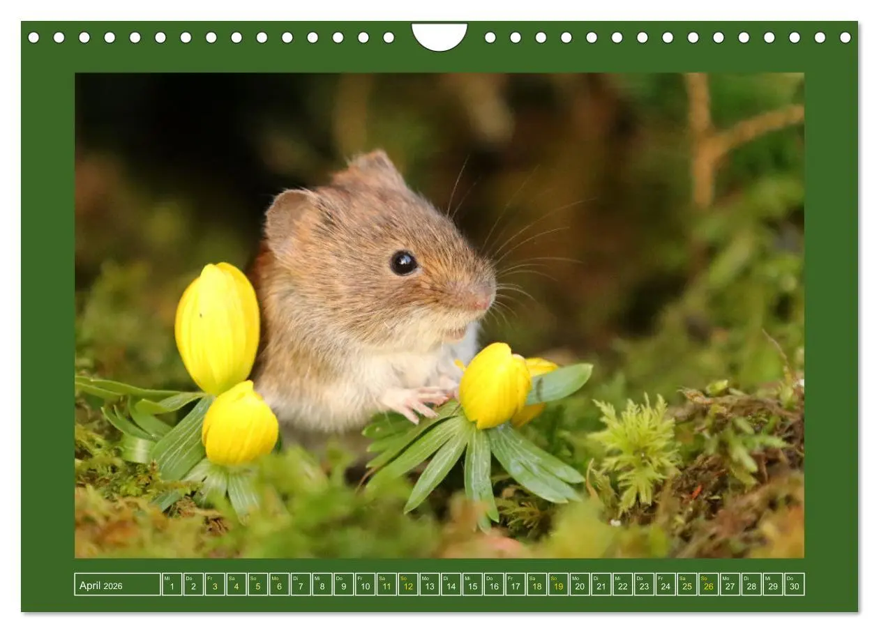 Bild: 9783457376744 | Die Rötelmaus - neugierig und verfressen (Wandkalender 2026 DIN A4...