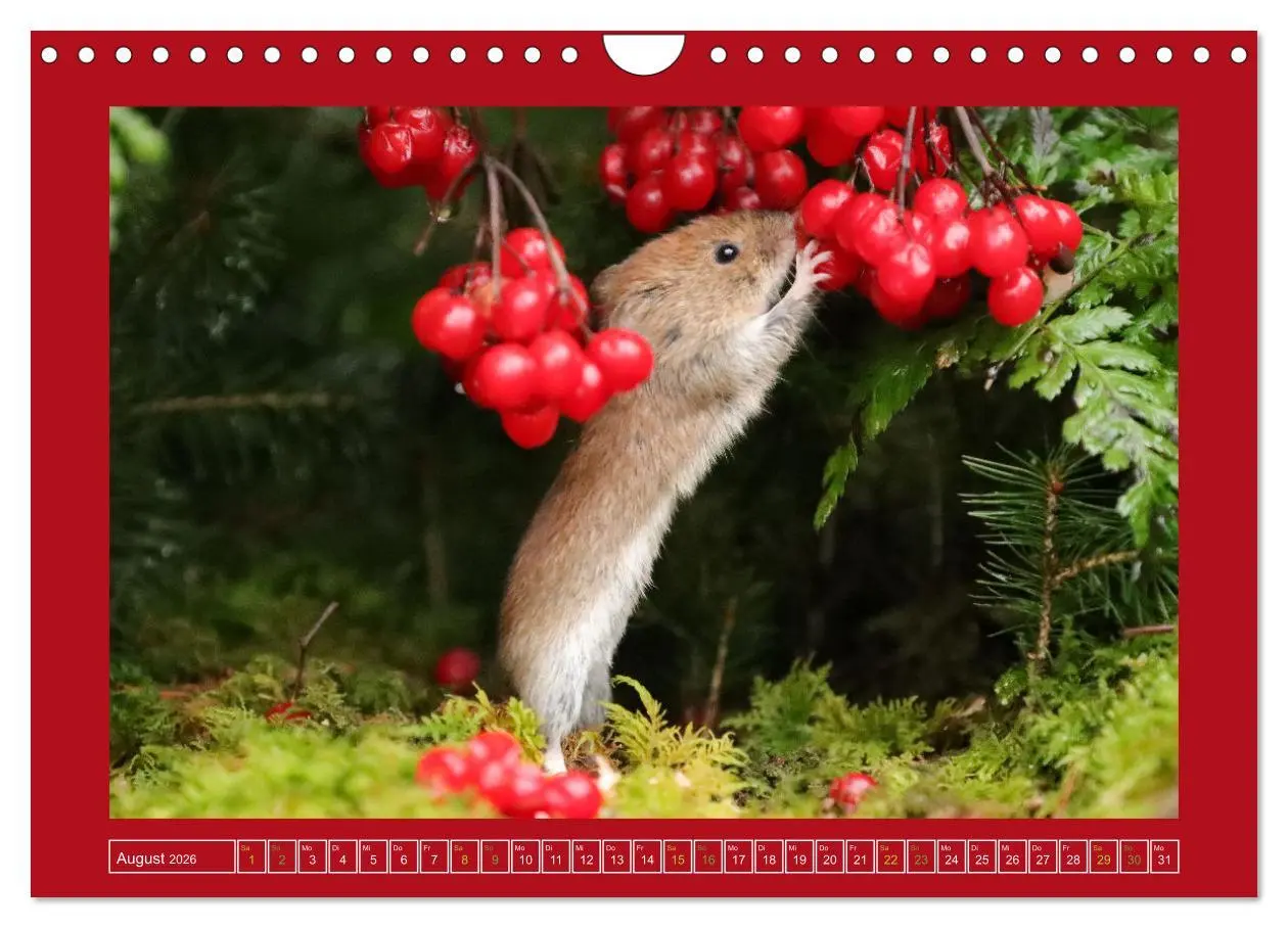 Bild: 9783457376744 | Die Rötelmaus - neugierig und verfressen (Wandkalender 2026 DIN A4...