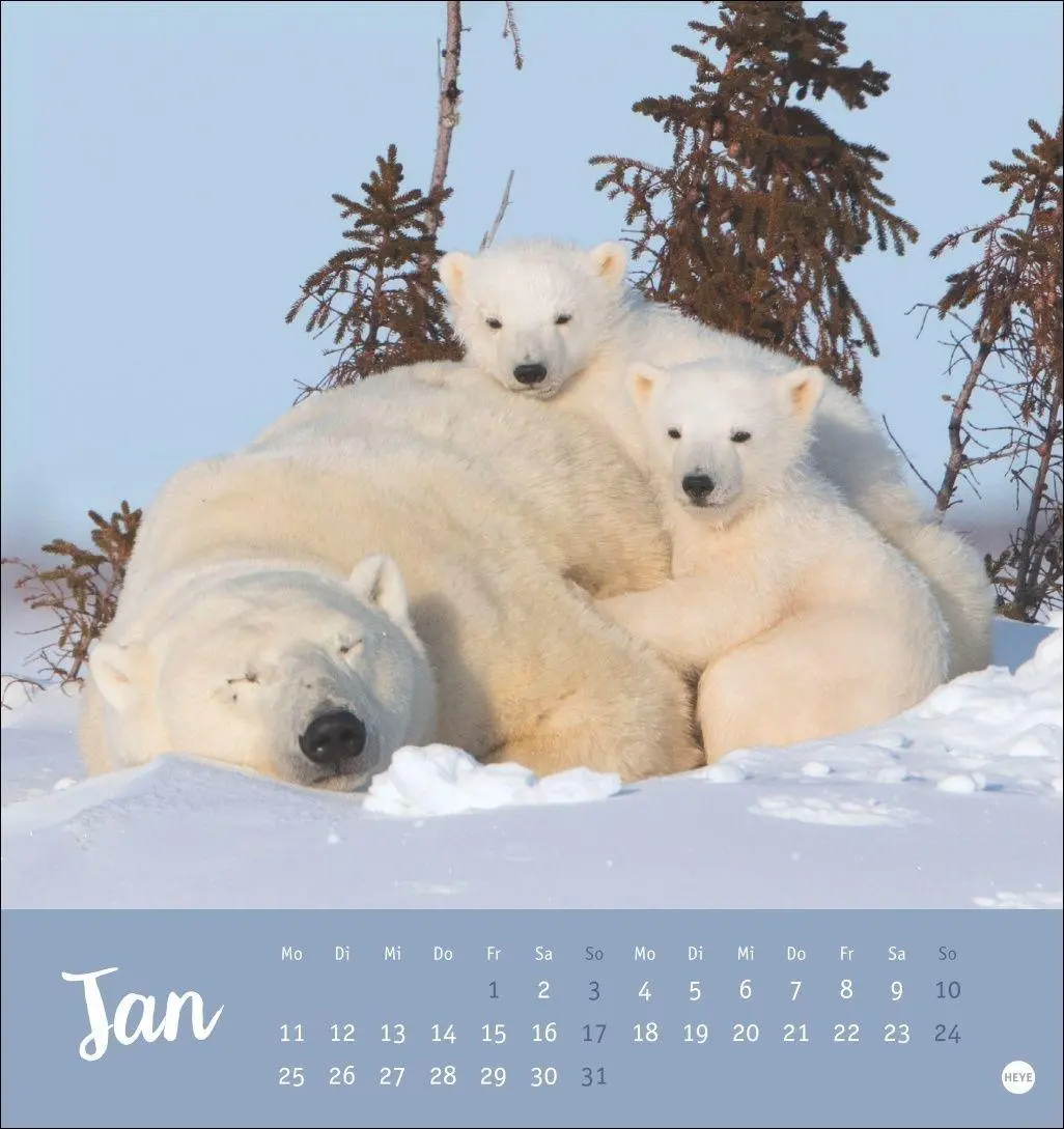 Bild: 9783756416844 | Bärenstark Postkartenkalender 2027 | Kalender | 13 S. | Deutsch | 2027