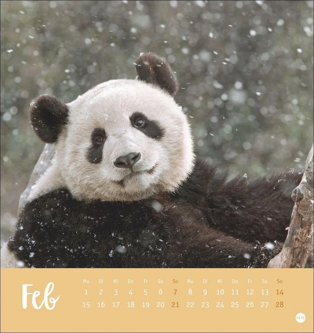 Bild: 9783756416844 | Bärenstark Postkartenkalender 2027 | Kalender | 13 S. | Deutsch | 2027