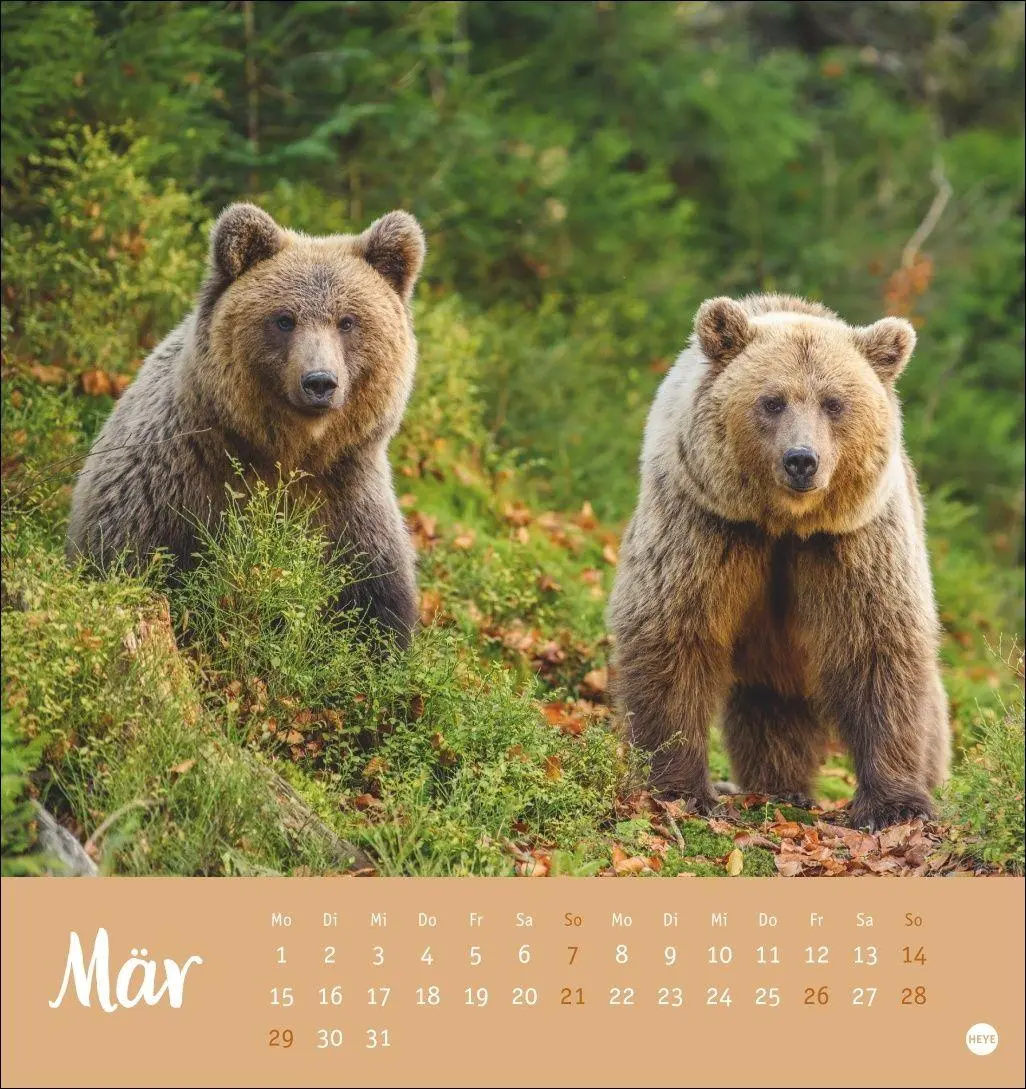 Bild: 9783756416844 | Bärenstark Postkartenkalender 2027 | Kalender | 13 S. | Deutsch | 2027