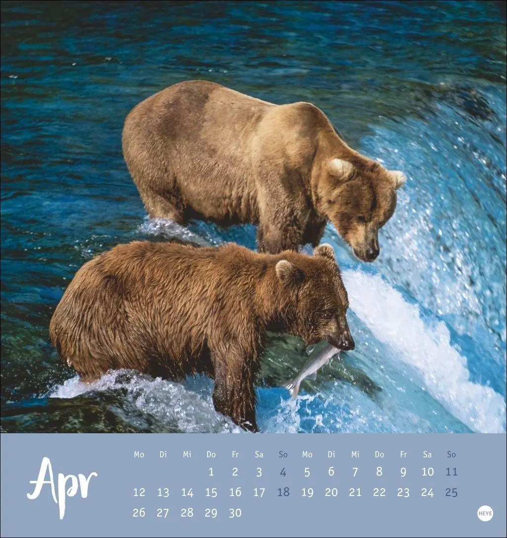 Bild: 9783756416844 | Bärenstark Postkartenkalender 2027 | Kalender | 13 S. | Deutsch | 2027