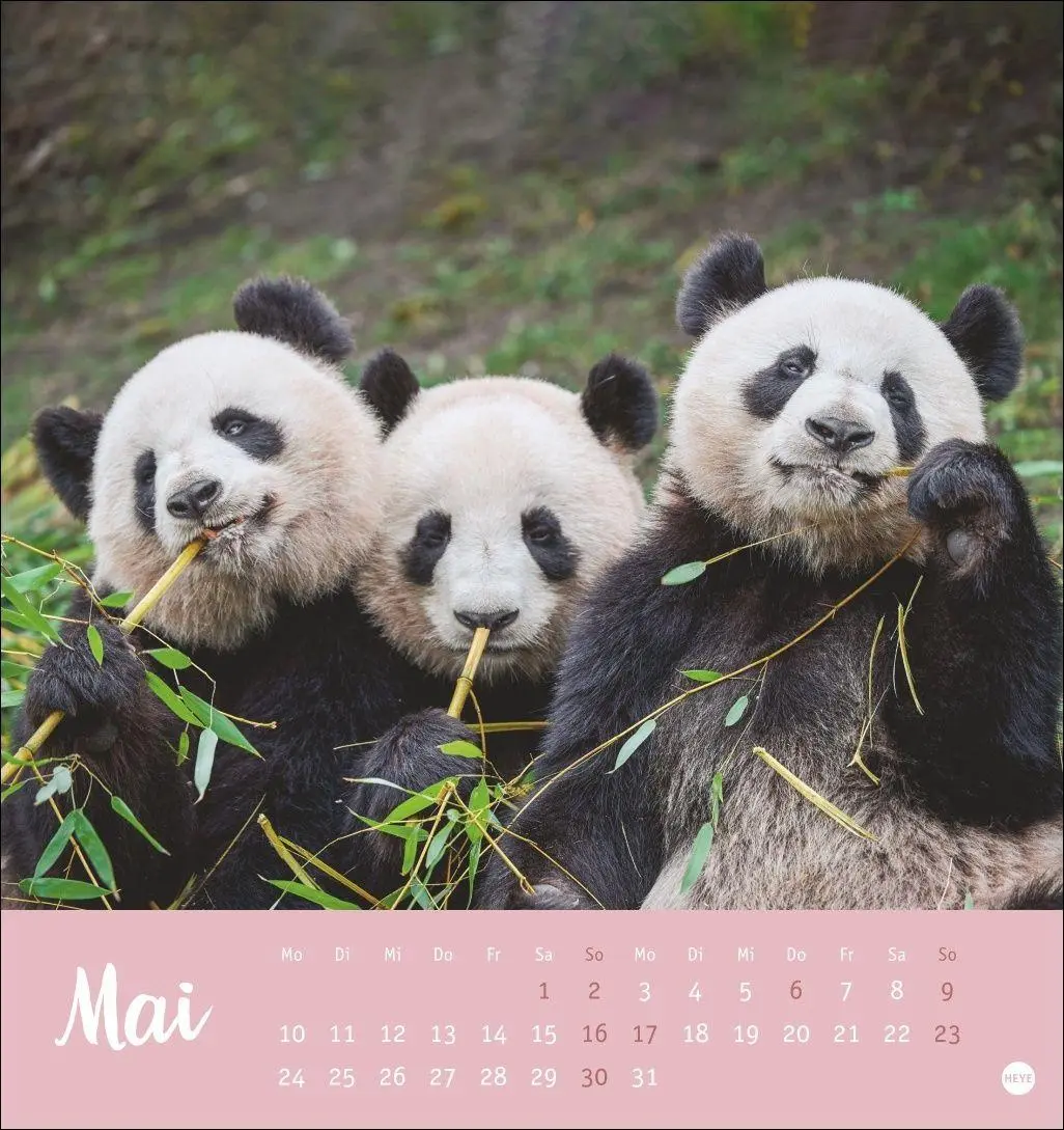 Bild: 9783756416844 | Bärenstark Postkartenkalender 2027 | Kalender | 13 S. | Deutsch | 2027