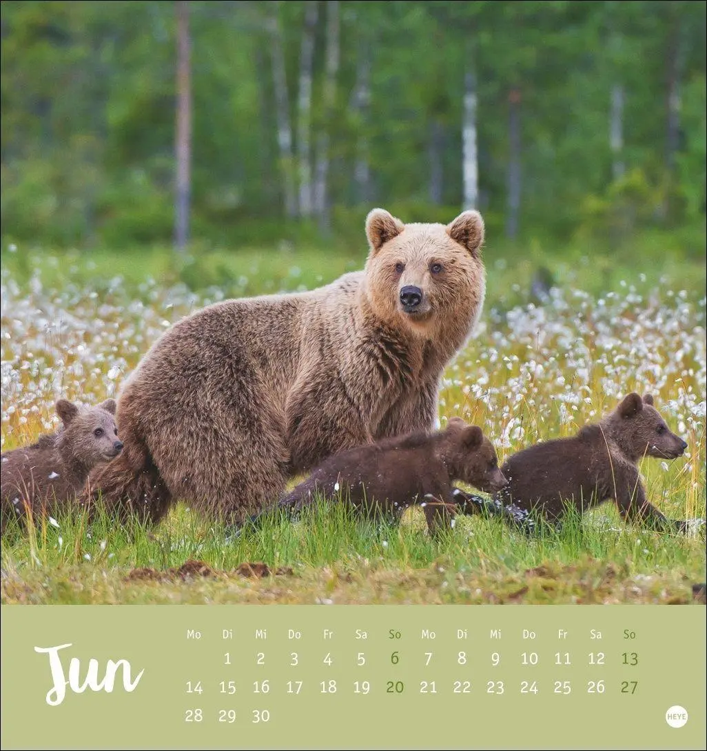 Bild: 9783756416844 | Bärenstark Postkartenkalender 2027 | Kalender | 13 S. | Deutsch | 2027