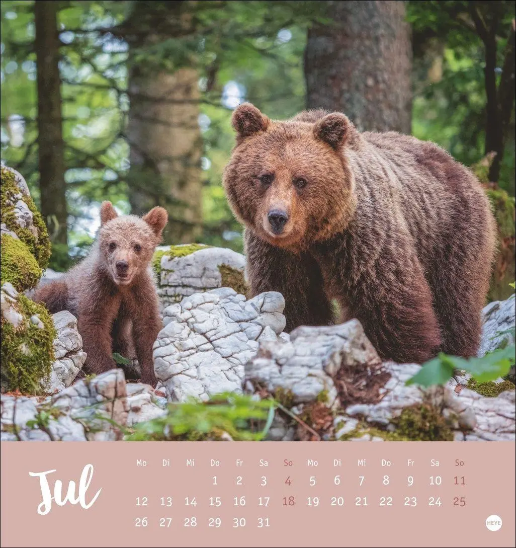 Bild: 9783756416844 | Bärenstark Postkartenkalender 2027 | Kalender | 13 S. | Deutsch | 2027