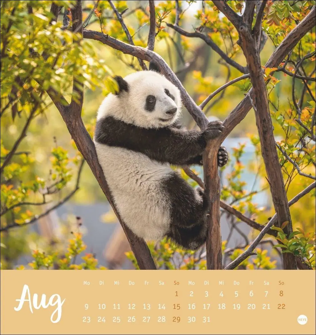 Bild: 9783756416844 | Bärenstark Postkartenkalender 2027 | Kalender | 13 S. | Deutsch | 2027