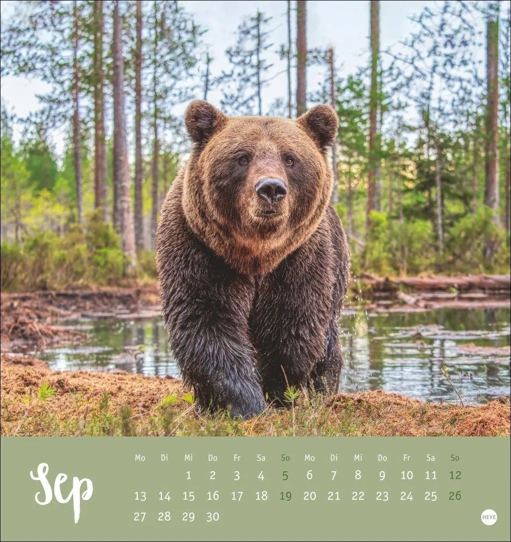 Bild: 9783756416844 | Bärenstark Postkartenkalender 2027 | Kalender | 13 S. | Deutsch | 2027