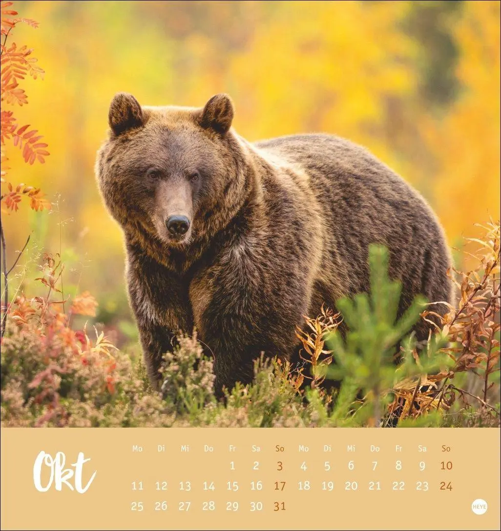 Bild: 9783756416844 | Bärenstark Postkartenkalender 2027 | Kalender | 13 S. | Deutsch | 2027