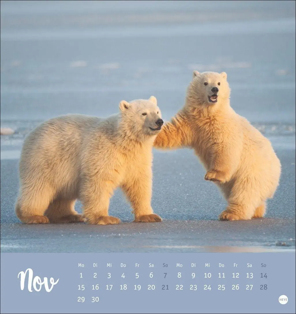 Bild: 9783756416844 | Bärenstark Postkartenkalender 2027 | Kalender | 13 S. | Deutsch | 2027