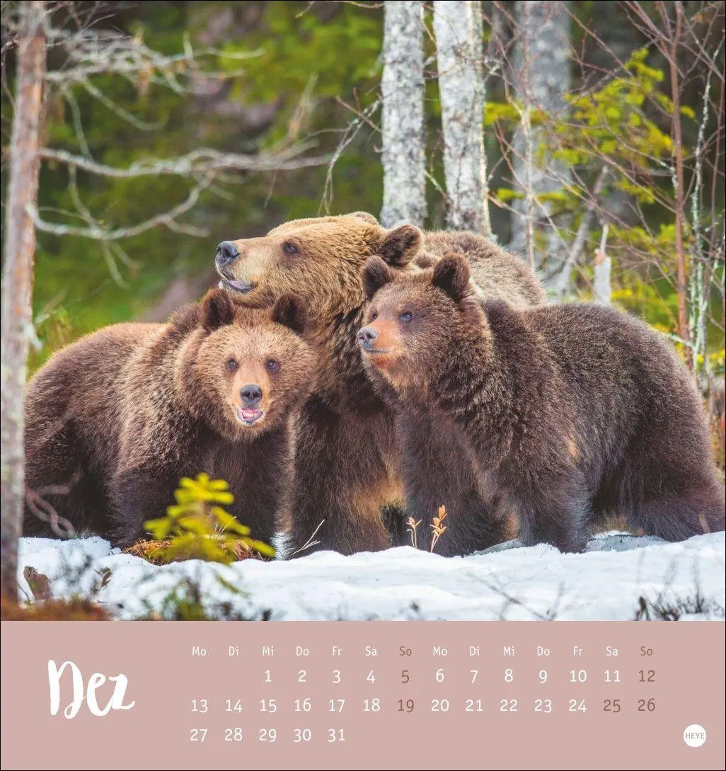 Bild: 9783756416844 | Bärenstark Postkartenkalender 2027 | Kalender | 13 S. | Deutsch | 2027