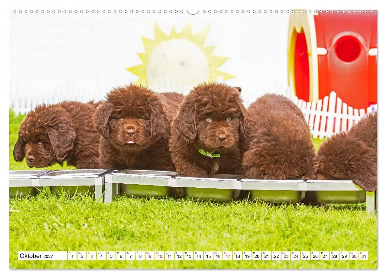 Bild: 9783569466944 | Neufundländer - Bilder aus der Kinderstube (hochwertiger Premium...