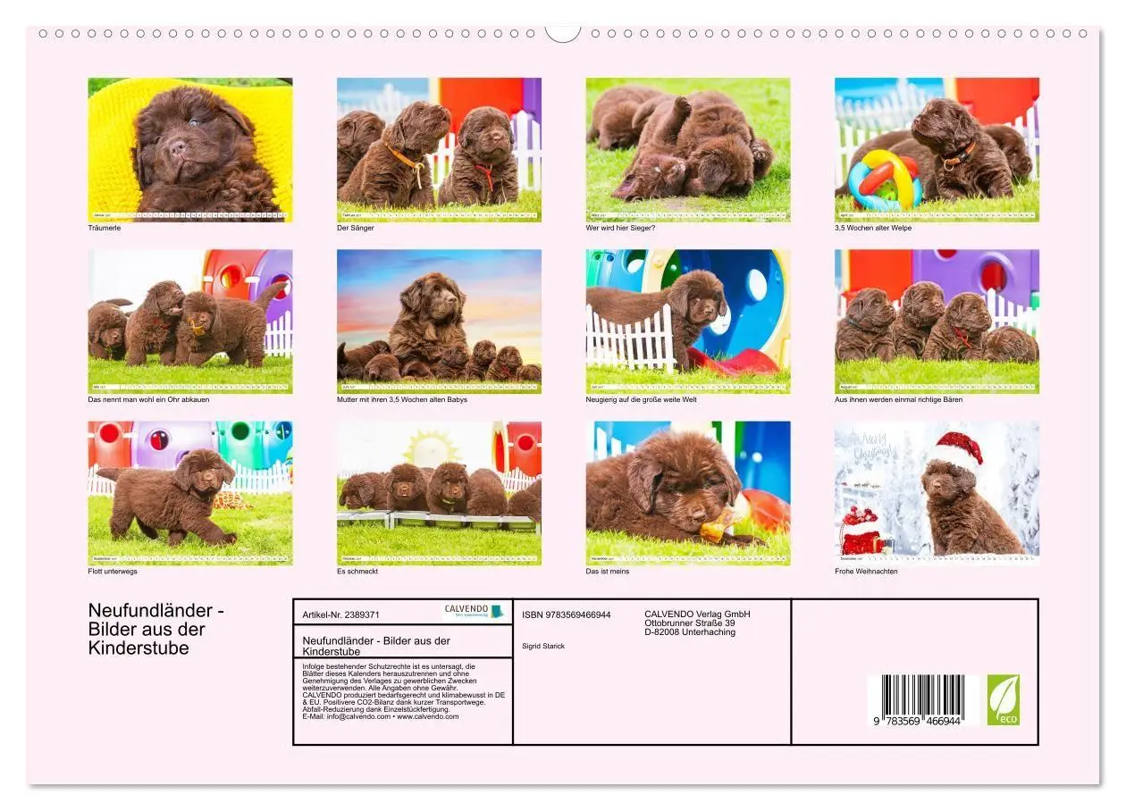 Bild: 9783569466944 | Neufundländer - Bilder aus der Kinderstube (hochwertiger Premium...