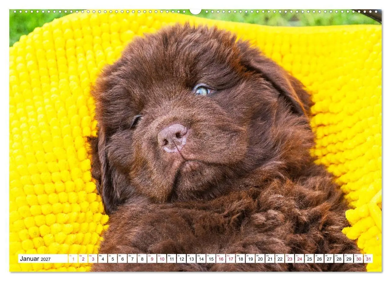 Bild: 9783569466944 | Neufundländer - Bilder aus der Kinderstube (hochwertiger Premium...