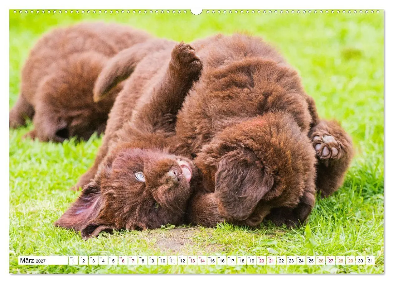 Bild: 9783569466944 | Neufundländer - Bilder aus der Kinderstube (hochwertiger Premium...