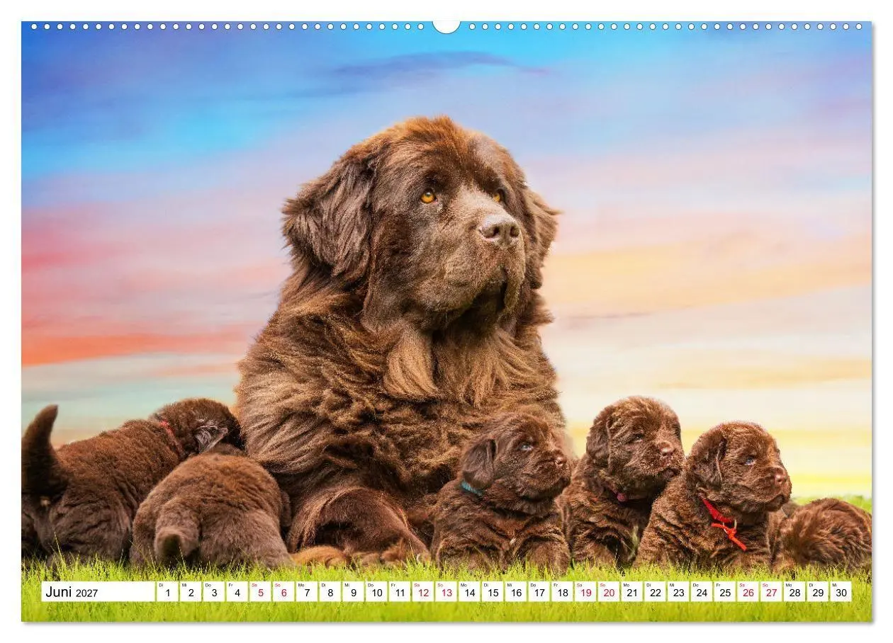 Bild: 9783569466944 | Neufundländer - Bilder aus der Kinderstube (hochwertiger Premium...