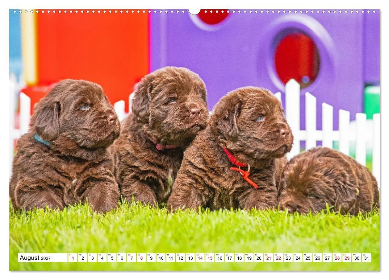 Bild: 9783569466944 | Neufundländer - Bilder aus der Kinderstube (hochwertiger Premium...