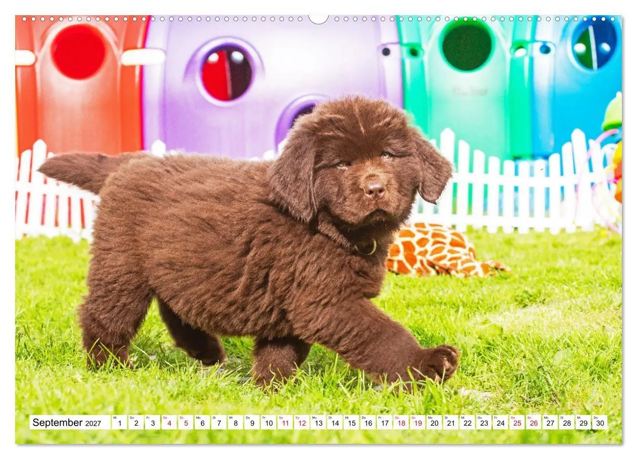 Bild: 9783569466944 | Neufundländer - Bilder aus der Kinderstube (hochwertiger Premium...