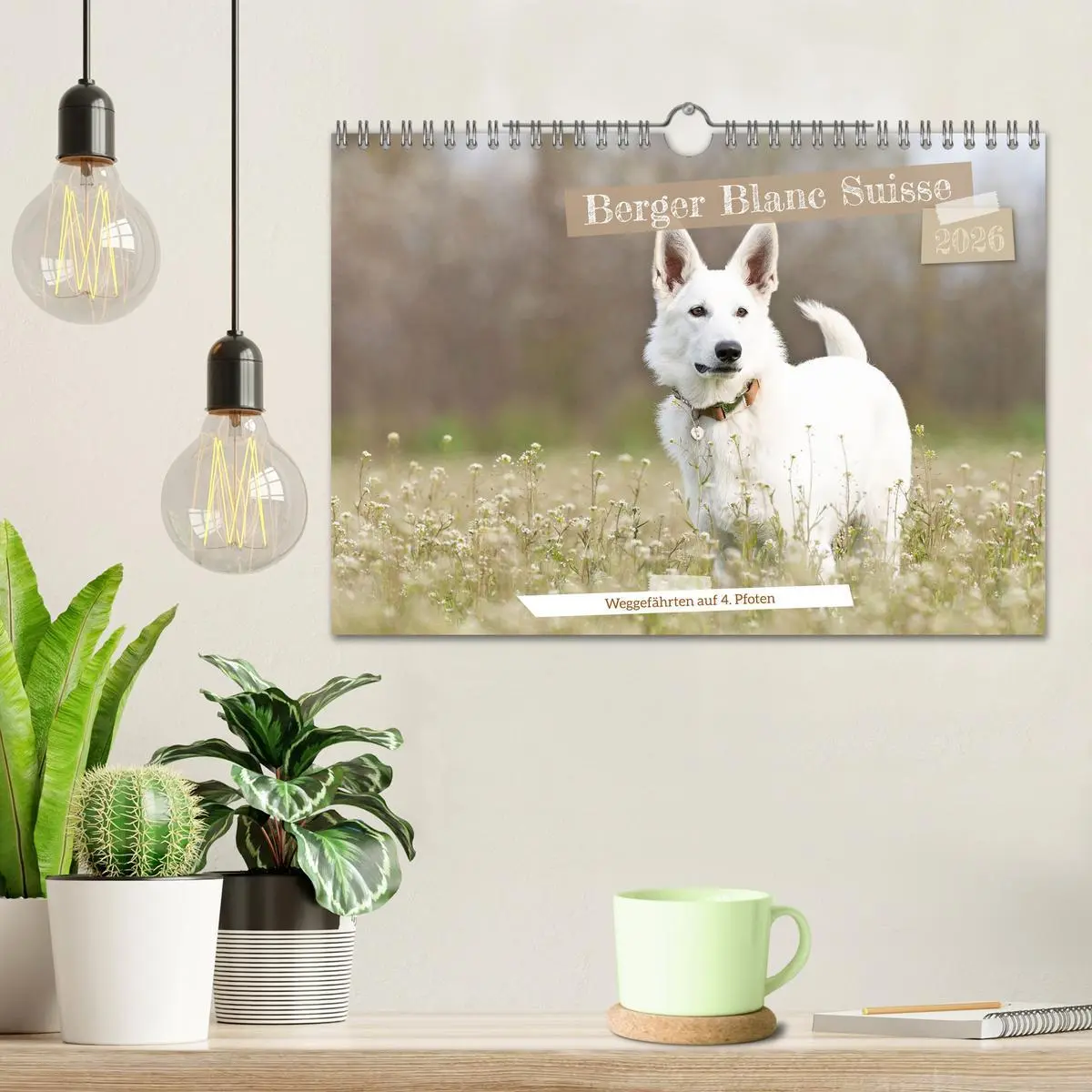 Bild: 9783457247044 | Berger Blanc Suisse - Weggefährten auf 4 Pfoten (Wandkalender 2026...