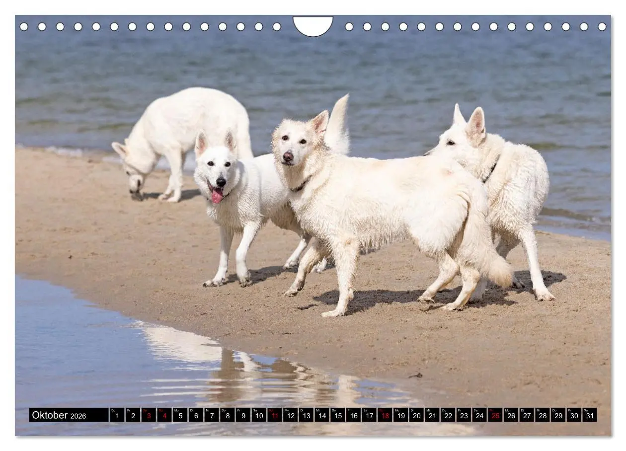Bild: 9783457247044 | Berger Blanc Suisse - Weggefährten auf 4 Pfoten (Wandkalender 2026...