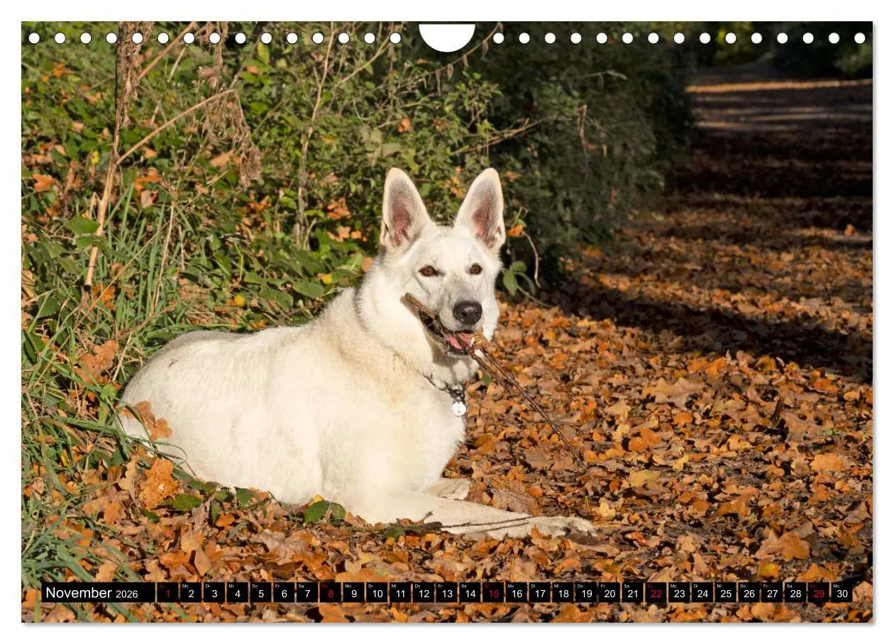 Bild: 9783457247044 | Berger Blanc Suisse - Weggefährten auf 4 Pfoten (Wandkalender 2026...