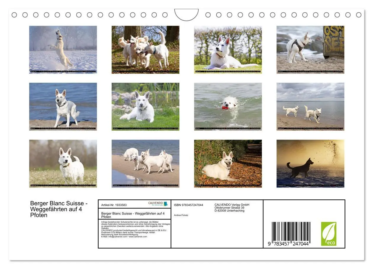 Bild: 9783457247044 | Berger Blanc Suisse - Weggefährten auf 4 Pfoten (Wandkalender 2026...