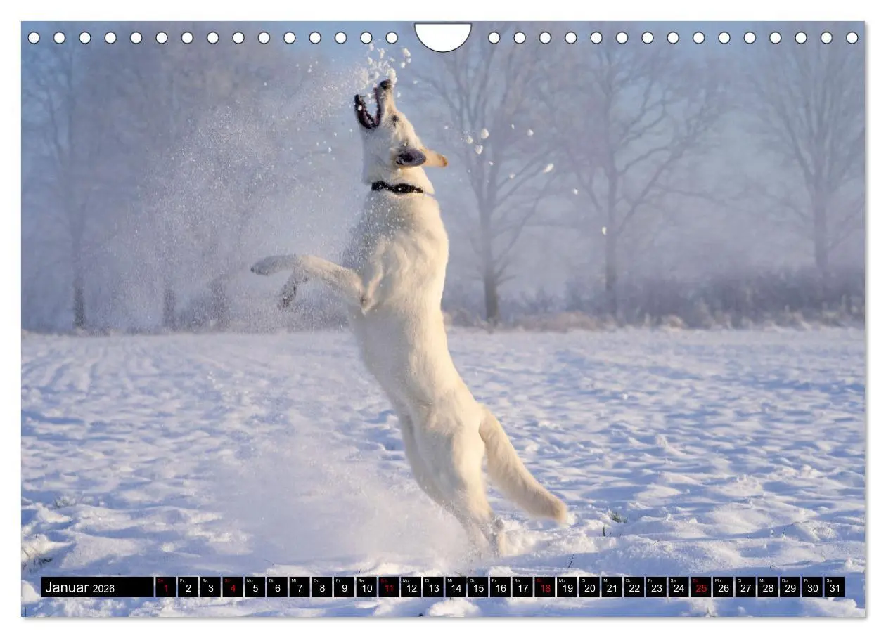Bild: 9783457247044 | Berger Blanc Suisse - Weggefährten auf 4 Pfoten (Wandkalender 2026...