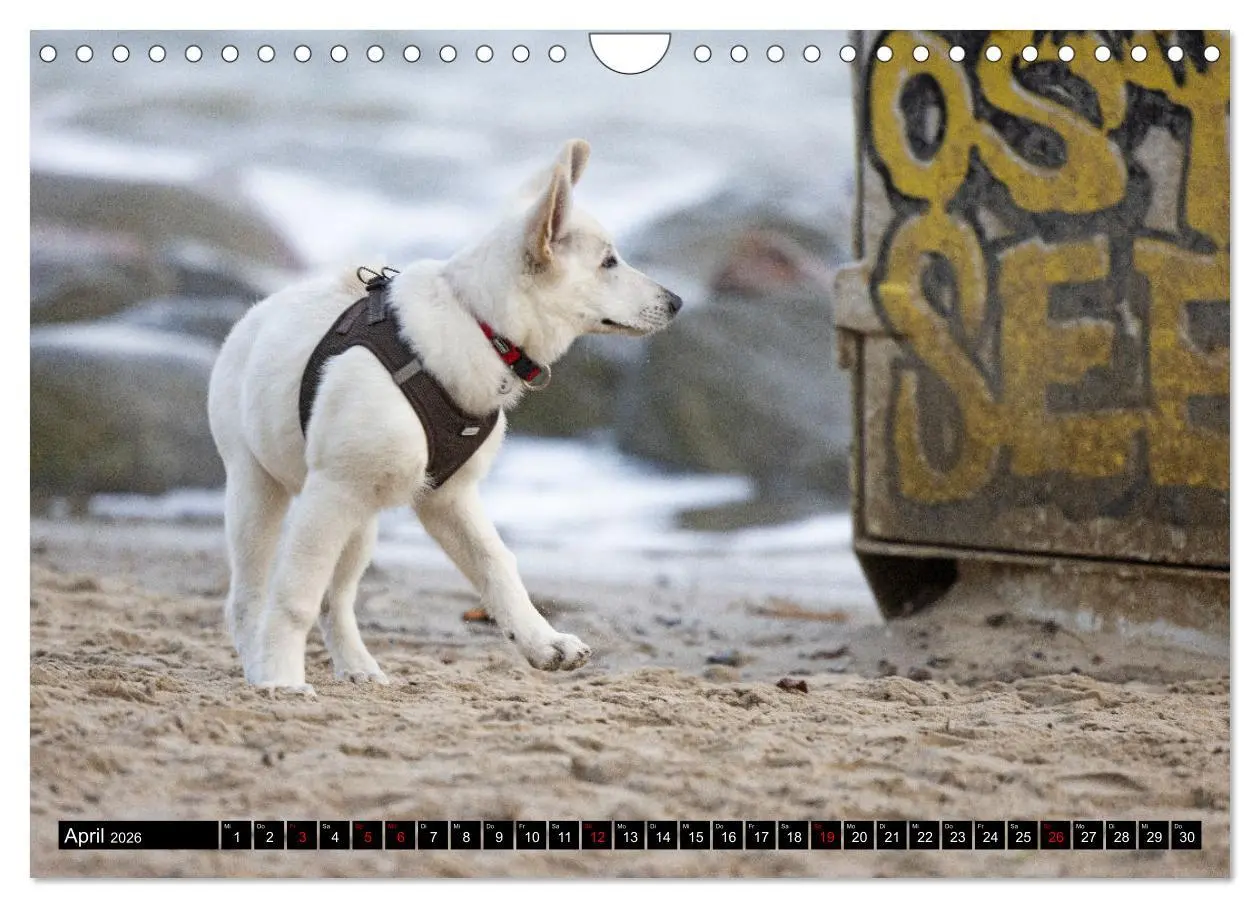 Bild: 9783457247044 | Berger Blanc Suisse - Weggefährten auf 4 Pfoten (Wandkalender 2026...