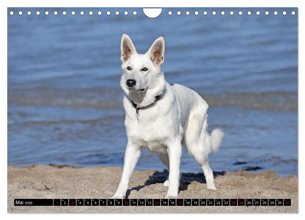 Bild: 9783457247044 | Berger Blanc Suisse - Weggefährten auf 4 Pfoten (Wandkalender 2026...