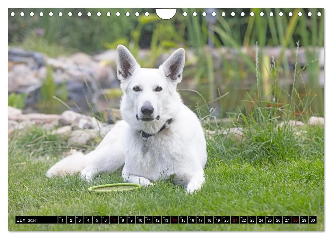 Bild: 9783457247044 | Berger Blanc Suisse - Weggefährten auf 4 Pfoten (Wandkalender 2026...