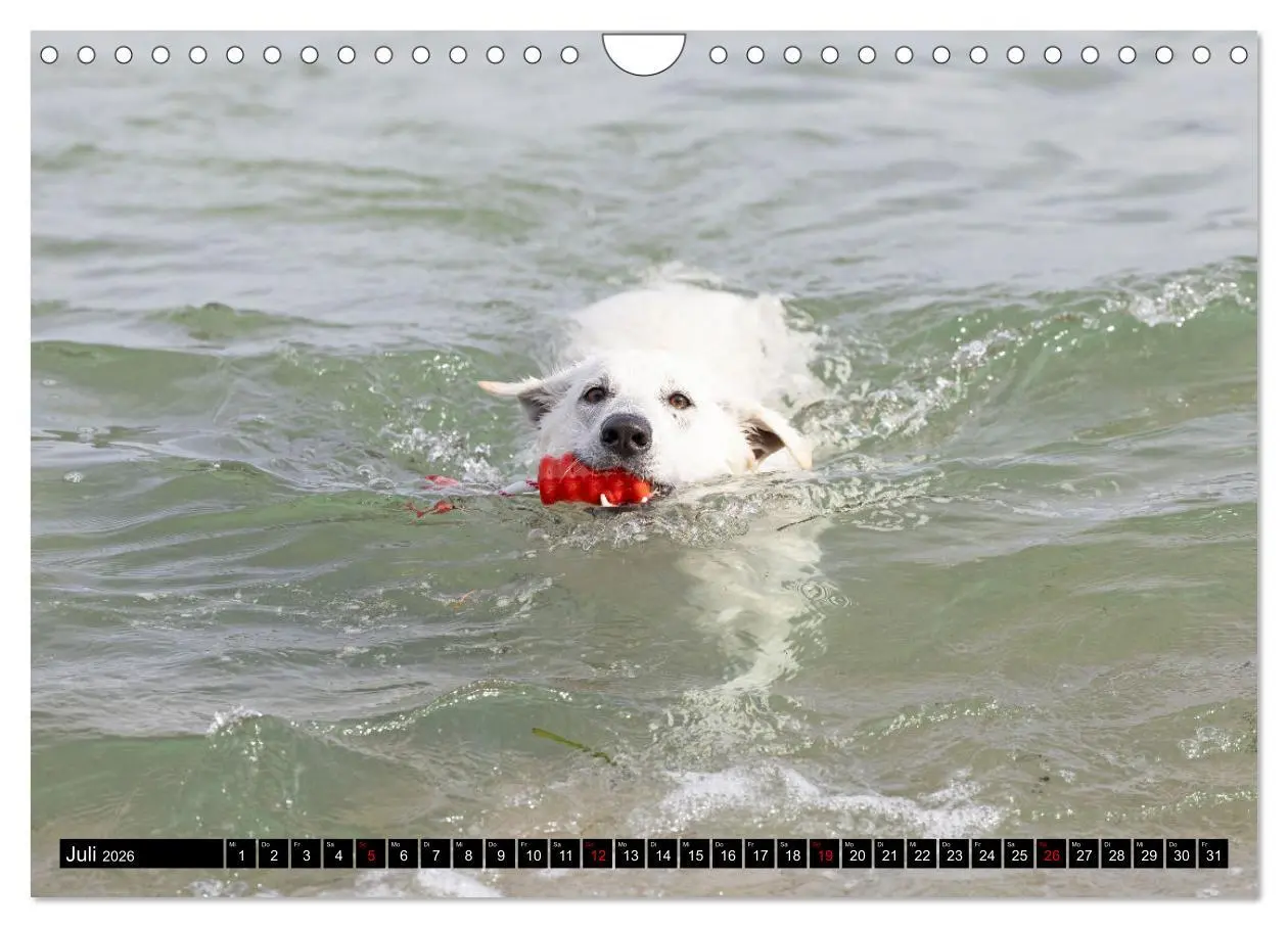 Bild: 9783457247044 | Berger Blanc Suisse - Weggefährten auf 4 Pfoten (Wandkalender 2026...