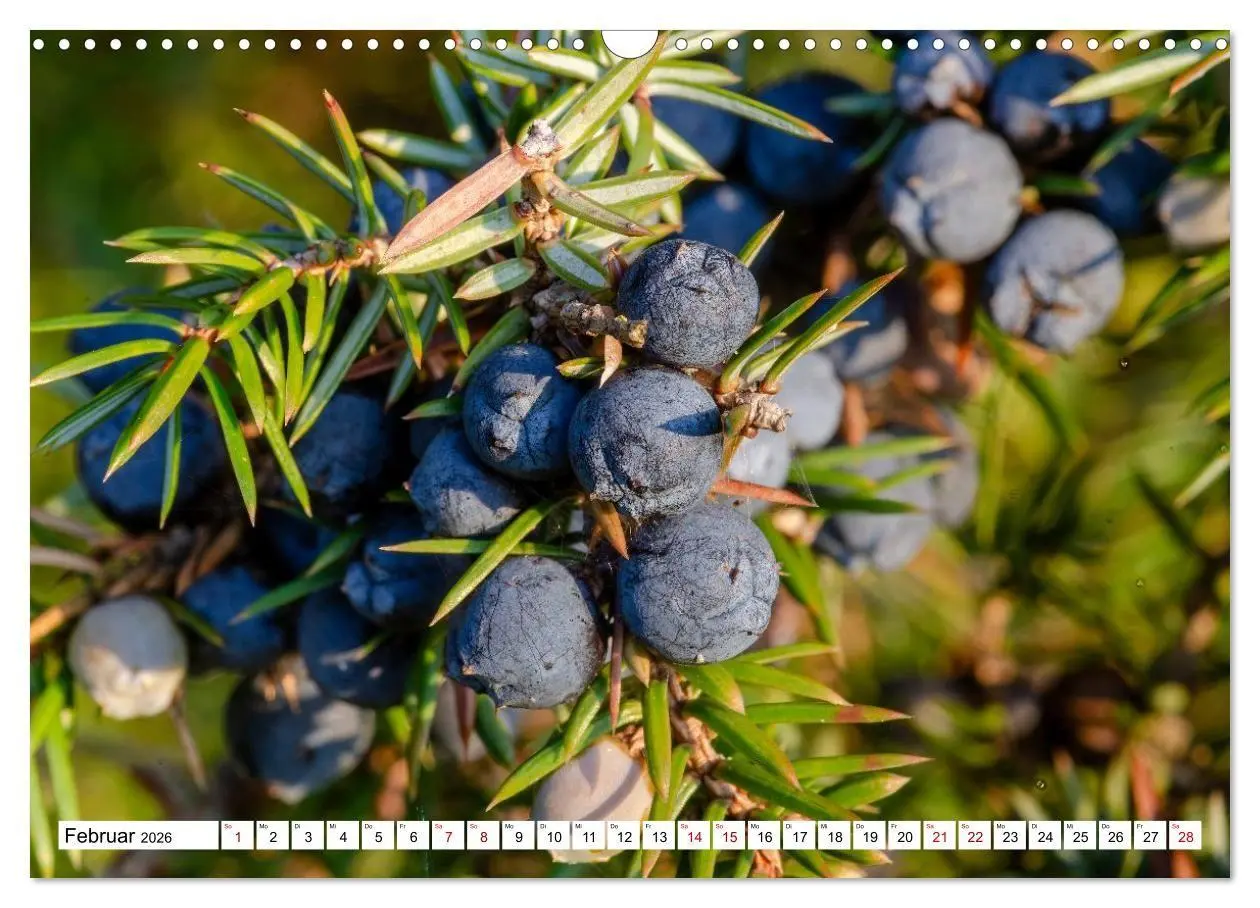 Bild: 9783516717044 | Lüneburger Heide: Die Nordheide (Wandkalender 2026 DIN A3 quer),...