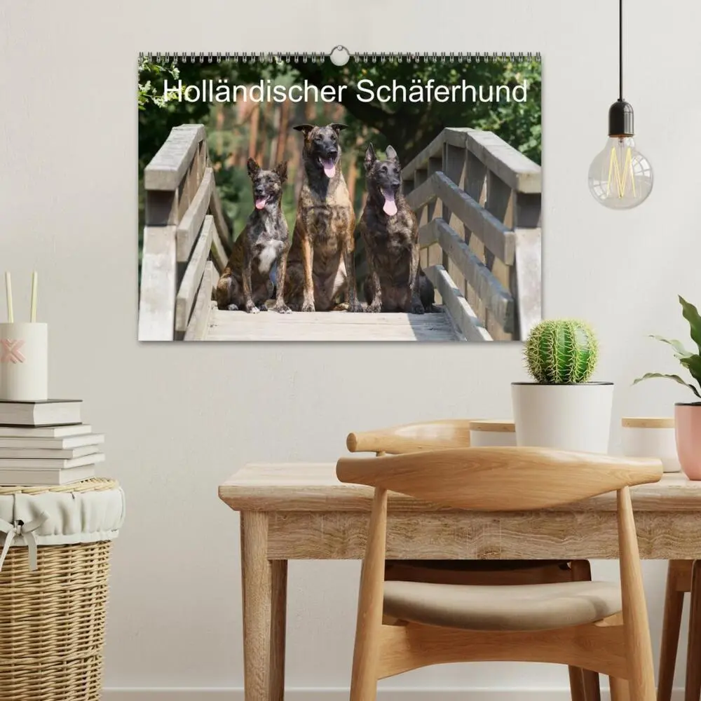 Bild: 9783435687244 | Holländischer Schäferhund (Wandkalender 2025 DIN A3 quer), CALVENDO...