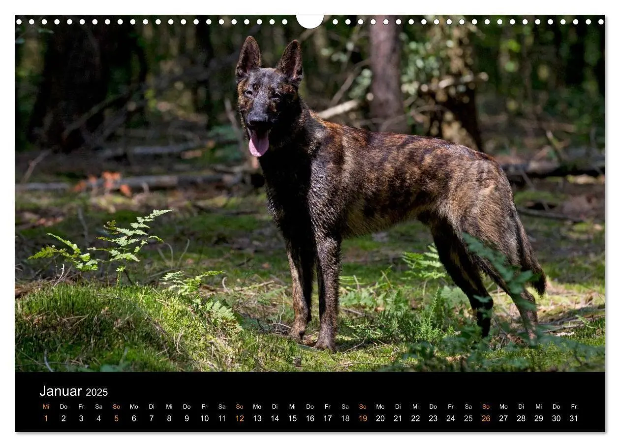 Bild: 9783435687244 | Holländischer Schäferhund (Wandkalender 2025 DIN A3 quer), CALVENDO...