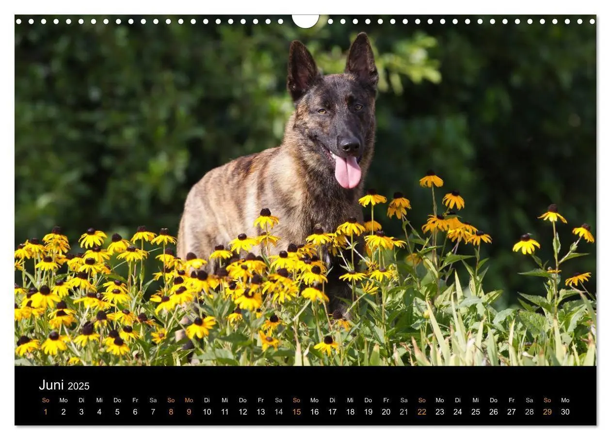 Bild: 9783435687244 | Holländischer Schäferhund (Wandkalender 2025 DIN A3 quer), CALVENDO...