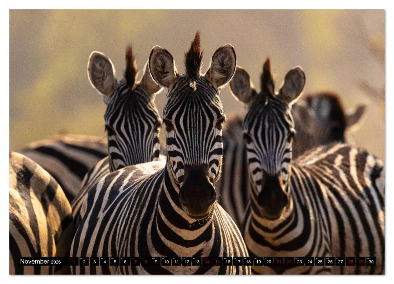 Bild: 9783516627244 | Komm mit auf Safari! Botswana und Südafrika (Wandkalender 2026 DIN...