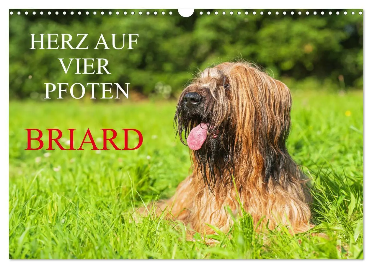 Cover: 9783457387344 | Herz auf vier Pfoten - Briard (Wandkalender 2026 DIN A3 quer),...