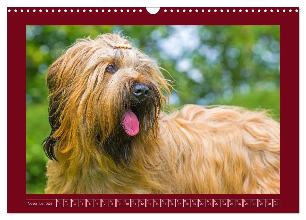 Bild: 9783457387344 | Herz auf vier Pfoten - Briard (Wandkalender 2026 DIN A3 quer),...
