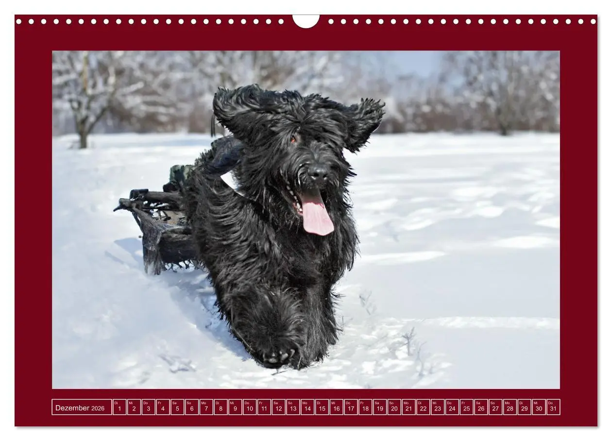 Bild: 9783457387344 | Herz auf vier Pfoten - Briard (Wandkalender 2026 DIN A3 quer),...